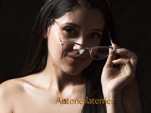 Antonellaterrier