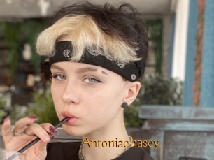 Antoniachasey