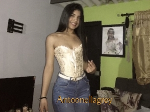 Antoonellagrey