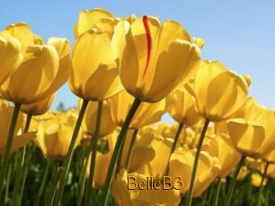 BelleB3