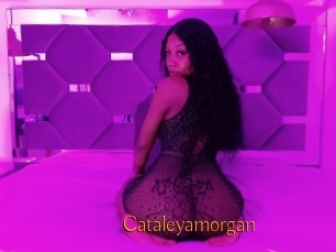 Cataleyamorgan