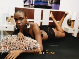 Dalia_Rose