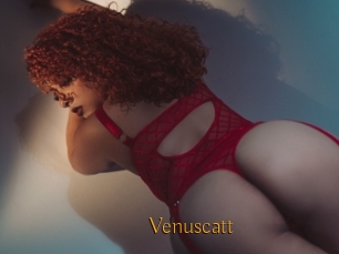 Venuscatt
